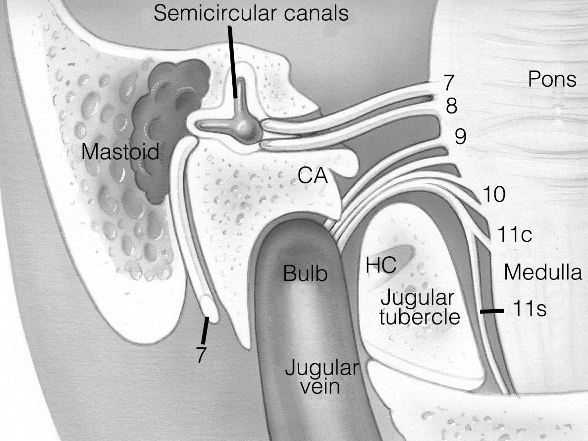 Surgical Anatomy | Jackler Collection | Volumes | The Surgical Anatomy | Jackler Collection | Volumes | The